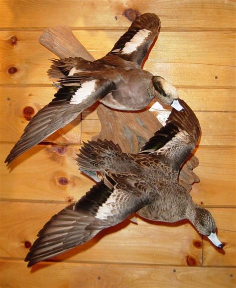 Taxidermy Widgeon Ducks Pair by Jim Wendt | Waterfowl taxidermy, Waterfowl hunting, Taxidermy mounts