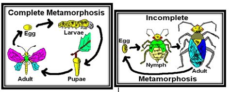 Incomplete Or Complete Metamorphosis Lesson For Kids | Science Hub 4 Kids