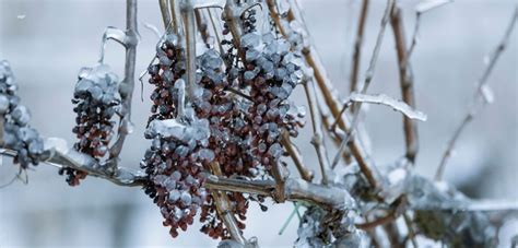 Winter's Best Ice Wine Pairing - Pacific Rim and Company