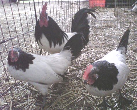 Lakenvelder For Sale | Chickens | Breed Information | Omlet