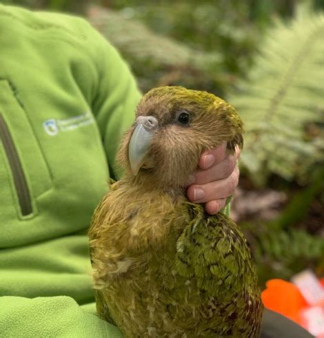 'Troubled times' for kakapo breeding programme | Otago Daily Times ...