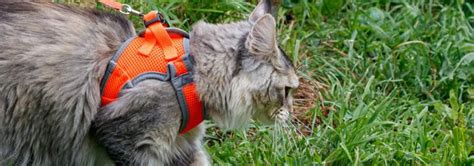 The Best Cat Harness that Your Cat Will Love - OliveKnows