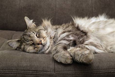 3 Ways to Care for Your Long-Haired Cat - PetMag