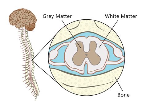 Spinal Cord Grey Matter Vs White Matter - slideshare