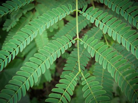 Green Gleditsia Leaves. Gleditsia Tree Branch Stock Photo - Image of decorative, family: 159417726