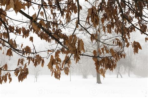 oak in winter 9656560 Stock Photo at Vecteezy