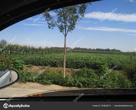 Empty Road Forest — Stock Photo © Imaginechina-Tuchong #294828272