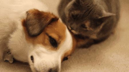 Hugging GIF - Find & Share on GIPHY