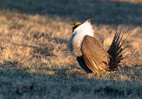 A Threatened Greater Sage Grouse on a Breeding Lek Stock Photo - Image of beak, cold: 162238350