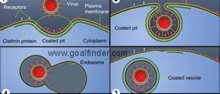 Goalfinder - Virus - Penetration - Animated Easy Science, Technology ...