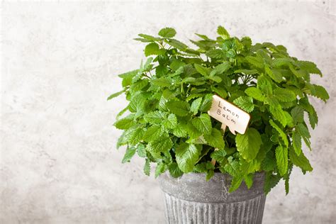 How to Care for Lemon Balm - Indoor Plant Guides