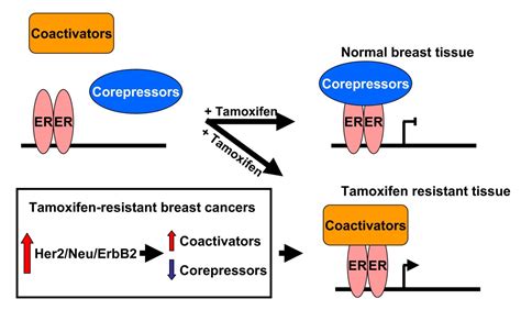 New insights into the functions and regulation of the transcriptional ...