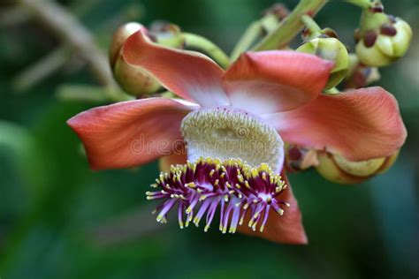 Cannonball (Brazil Nut) Tree Flower Stock Photo - Image of hawaii ...