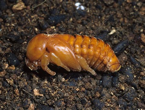 Rhinoceros beetle pupa - Stock Image - Z330/0695 - Science Photo Library