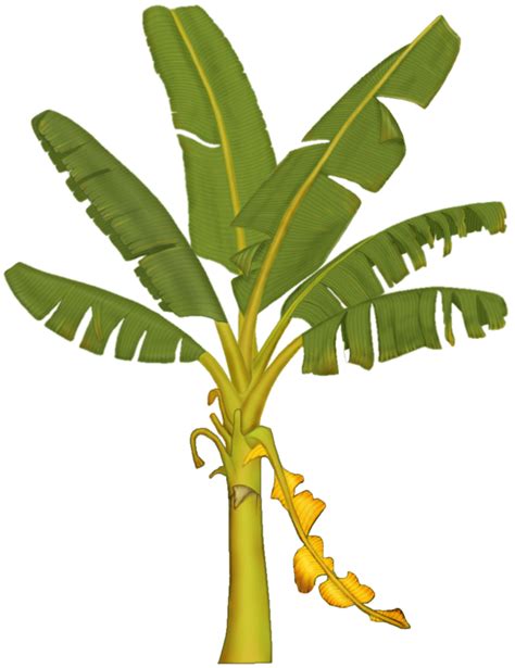 easy drawing of banana tree - Clip Art Library