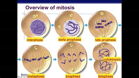 Mitosis: mitotic cell division, stages and significance