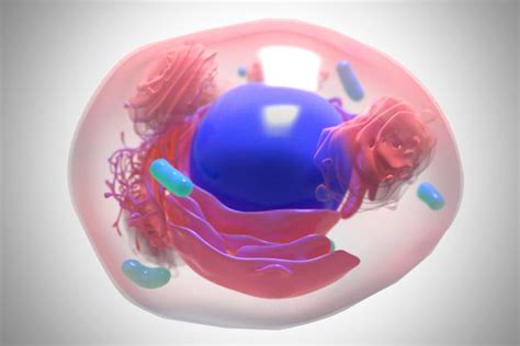 Nucleoplasm: Definition, Composition, And Function