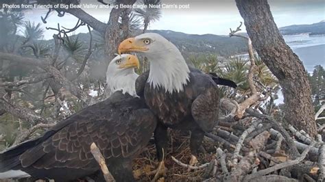 Big Bear bald eagle nest cam catches first egg of 2020 | cbs8.com