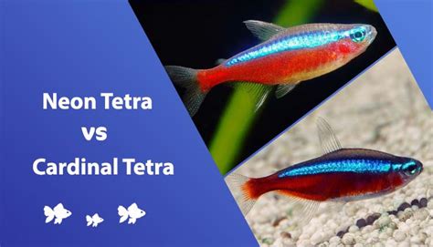 Cardinal tetra | 💖Cardinal Tetra Care: Tank Mates, Size, Lifespan & More