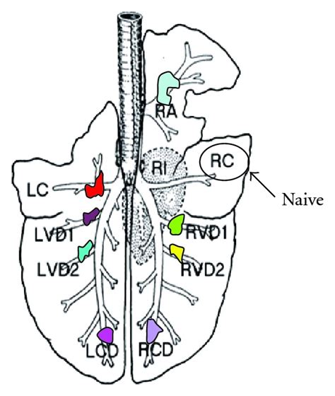 Schematic diagram of the sheep lung with different compartments that... | Download Scientific ...