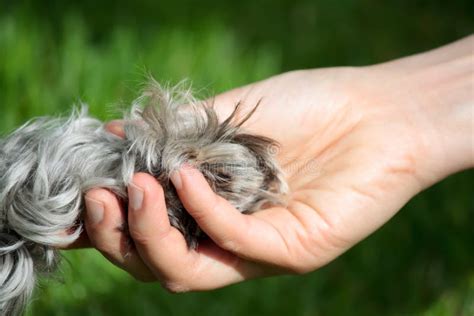 Friendship between Human and Dog Stock Photo - Image of relationship ...