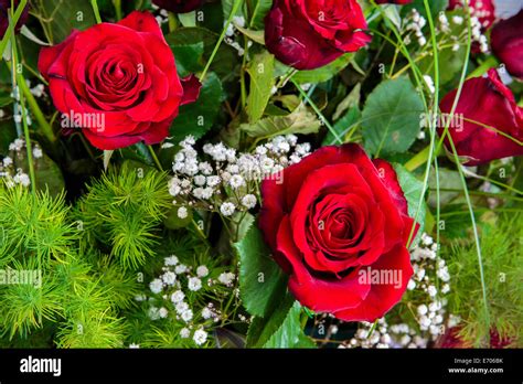 Closeup of beautiful freshly cut red roses bouquet Stock Photo - Alamy