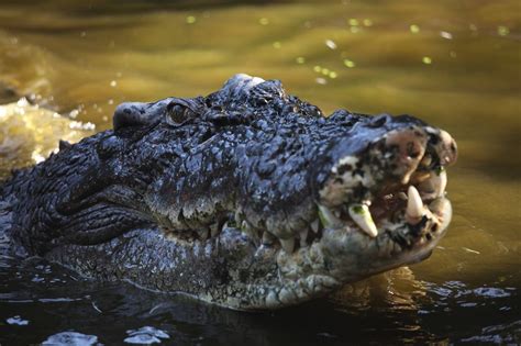 Cassius | Crocodile, Crocodiles, Animals