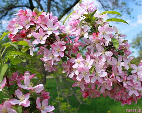 Pink Satin Crabapple - Malus 'Pink Satin' - North American Insects & Spiders