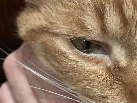 What’s wrong with my cat’s eye? Details and photos in post : r/AskVet