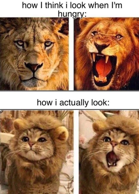 The best Lions memes :) Memedroid