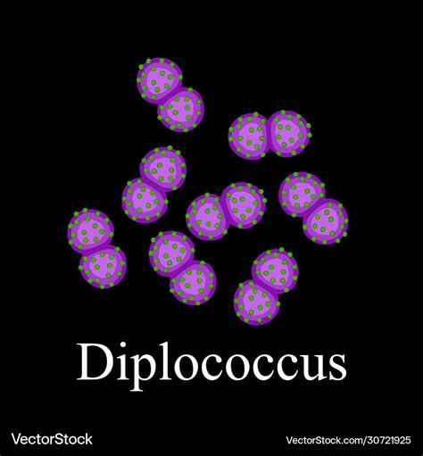 Diplococci structure bacteria diplococcus Vector Image