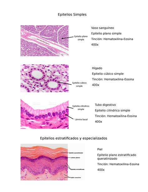 Atlas Histología - Epitelios Simples Vaso sanguíneo Epitelio plano simple Tinción: - Studocu