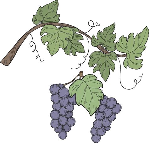 Download Full Resolution of Art Grape Vine Leaf PNG Image | PNG Mart