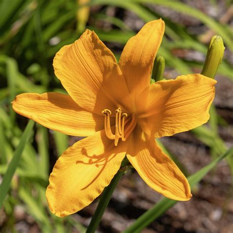 Yellow Daylily Photograph by Tim Dusenberry - Fine Art America