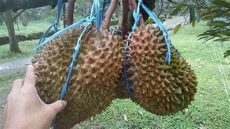 Inilah kebun buah durian yang paling top. - YouTube