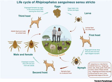 Rhipicephalus sanguineus (Brown dog tick): Trends in Parasitology