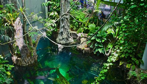 California Academy of Sciences - Osher Rainforest | Osher Ra… | Flickr