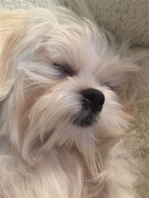 Coconut our Maltese Sleeping Beauty | Teacup puppies maltese, Maltese dogs, Maltese puppy