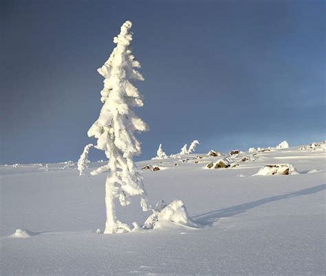 9,500-Year-Old Tree Found in Sweden Is The World’s Oldest Tree | Bored Panda