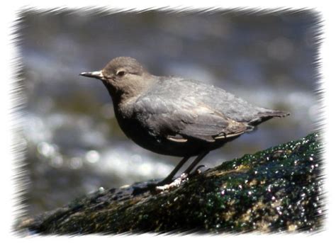 Birds of Yellowstone National Park ~ Yellowstone Up Close and Personal