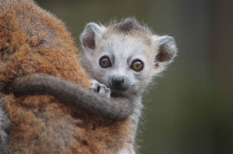 Download Animal Lemur 4k Ultra HD Wallpaper