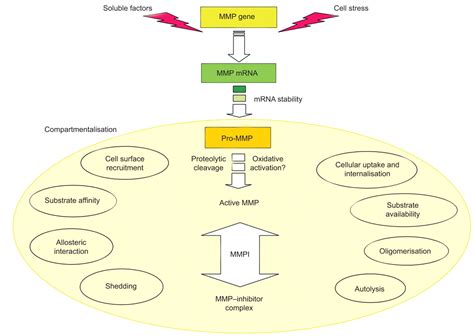 Biological role of matrix metalloproteinases: a critical balance | European Respiratory Society