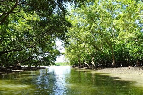 Full Day Mangrove Forest Conservation Centre