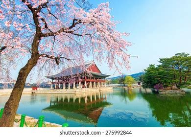 Gyeongbokgung Palace Cherry Blossom Springkorea Stock Photo 268207544 ...