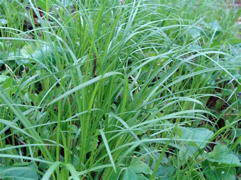 Carex pensylvanica | Stonehouse Nursery