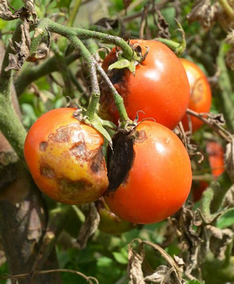 late blight tomato | Minter Country Garden