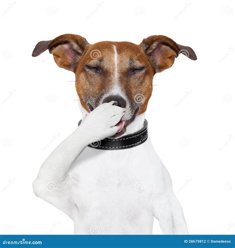 Dog Laughing At A Joke Stock Photography - Image: 28679812