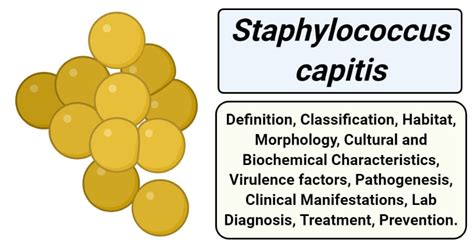 Staphylococcus capitis- An Overview - Microbe Notes