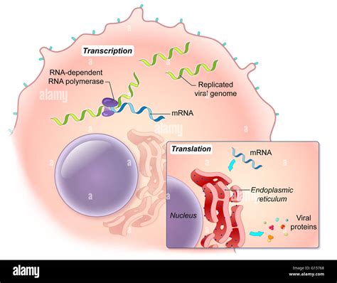 An illustrated diagram of the Ebola virus replication process. The ebola virus is a single ...