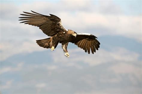 Premium Photo | Male spanish imperial eagle flying in his territory at ...